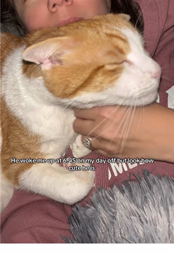 Adorable Cat Demands Snuggles First Thing in Morning