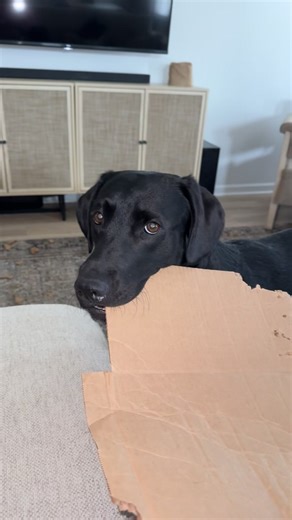 #dogsoftiktok #baddog #trending #fyp | dog