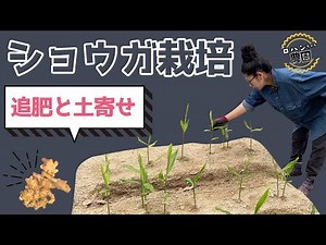 [Ginger cultivation] How to fertilize using bokashi fertilizer. Organic ginger home gardening. [F...