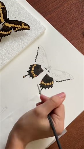 Working on what I believe is an Eastern Giant Swallowtail (Papilio cresphontes). #butterfly