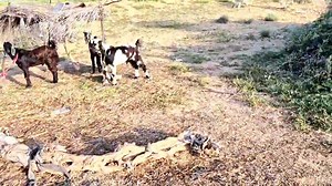 Rajasthani culture blog sunita #facebook video maryadilaif मेरे घर का काम कितना है?😘🤗🤗 | Sunita Sunita