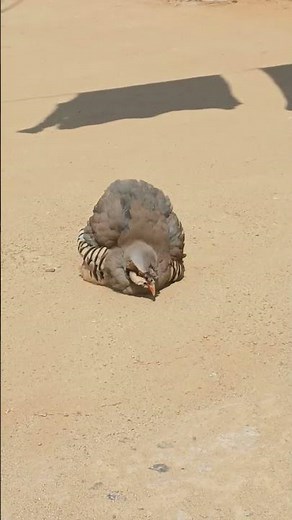 "Chakor’s Little Dance on the Ground | Beautiful Wildlife Moment" #ChakorDance #Birds #NatureShots