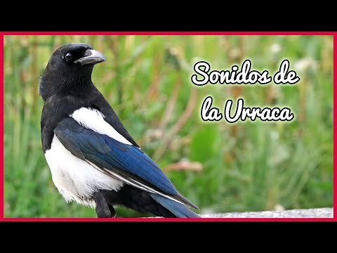 SONIDOS de la URRACA (30 minutos) 🐦🎶🔊
