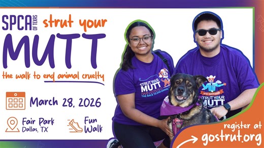 🐾🎉 Strut Your Mutt is back, and it’s more important than ever! Hear from our Chief Animal Cruelty Investigator, Courtney Burns, as she shares why this fun 3K walk makes a huge impact for animals in need by raising awareness, funds, and hope. 💜🐶 Ready to join the fun on March 28th? Sign up today at gostrut.org or https://shorturl.at/6oQWC and walk with us to support a brighter future for every paw. Can’t make it but still want to help? Donate now at spca.org/donate or https://shorturl.at/xWgQ