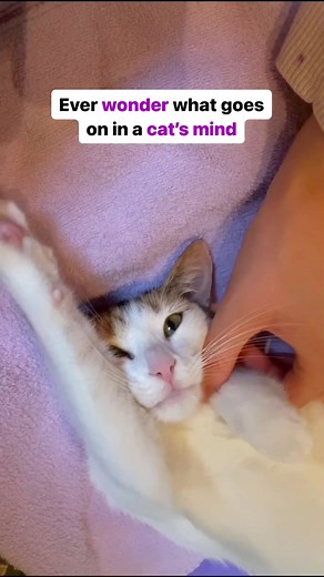 Why Do Cats Love Looking Out of Windows? Exploring Feline Behavior