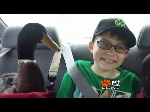 A Boy & His Duck!