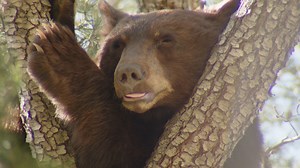 A California black bear bear-a-caded (I tried) itself in a tree above a Castaic neighborhood this morning after it roamed a residential area along the wildland-urban interface. The incident unfolded on Violin Canyon Road over several hours beginning before 9 a.m. and ultimately ending after 1:30 p.m. with the bear's high-stakes escape over a wall and into a townhome complex. Biologists with the California Department of Fish and Wildlife monitored the situation throughout the day as the bear most