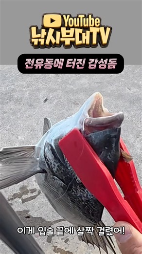 [부대쇼츠 67] 전유동에 터진 감성돔 #낚시부대 #부산바다