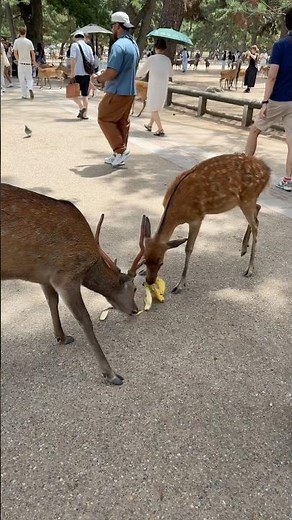 Nara Deer Park in Japan 🦌 | Where Deer Rule the Streets | 10 August 2026