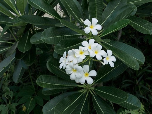 How To Grow And Care For Frangipani  - Bunnings Australia