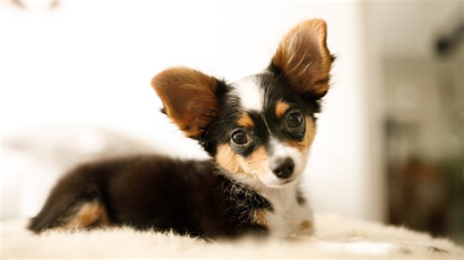 Can dogs eat popcorn? Here's how to safely treat your pup to some.