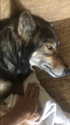 A Very Moody Wolf