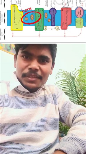 BAJRANG KASHYAP on Instagram: "Ubiquinone (UQ) and ubiquinol (\(UQH_{2}\)) are the oxidized and reduced forms, respectively, of Coenzyme Q, a critical mobile electron carrier in mitochondrial electron transport chains. UQ accepts electrons from Complexes I and II to become reduced to \(UQH_{2}\), which then shuttles electrons to Complex III, acting as a key redox mediator in aerobic respiration. #respiration #study #biology #contentcreator #concept"