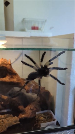 Balfouri-Power! 🥳🥳🥳 #tarantula #vogelspinnen #terraristik #Spider #Spinne #terrarium #Monocentropus