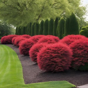 Dwarf Burning Bush Hedge