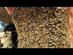 Insane Barnacle Removal! Deep Cleaning ASMR That’ll Blow Your Mind (No Talking)