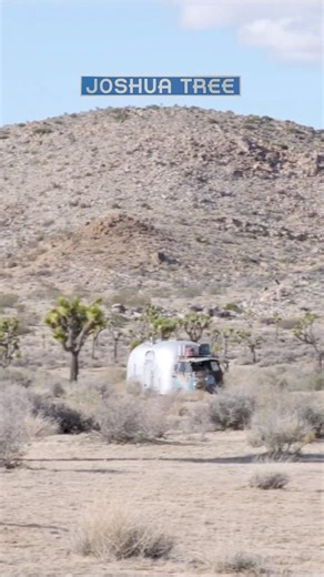 El armadillo en Joshua Tree National Park