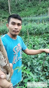 38K views · 746 reactions | Overcrowded tomatoes #bossfarmer #vegetablegarden #vegetables #farmlife #Cebu #provincelife #farming #kamatisfarming | Jay Abregana | Facebook