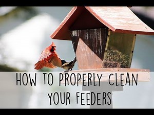 How to Properly Clean Your Feeders