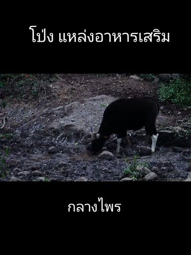 #thailandwildlife #wildlife #wildanimals #ภูเขียว