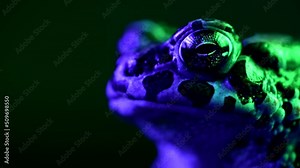 Amazing tropical frog or toad close-up. Natterjack breathing and looking at camera. Wild jungle amphibious blinks eyes, stirs nostrils, macro.