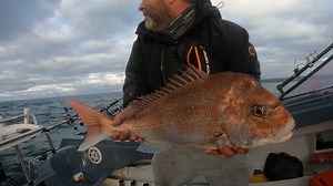 27K views · 248 reactions | This Video is to show there is still Plenty of reds Floating around ..they go ALL summer.. video was made & caught tonight ✌ #summersnapper #ultrarig #razz #baysnifffa | Reedy's Rigs | Facebook