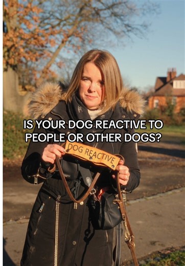 Understanding Dog Reactivity: Techniques for Improvement