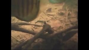 Discus fish in natural habitat