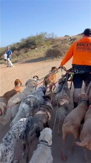 DOGEX:See what they do after walks on my channel #dogwalk #dogtraining #poop #dog #letsgo #leash