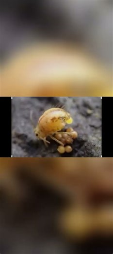 Spring into parenthood! Two different species of springtail mum and their eggs.❤️#Springtail #nature