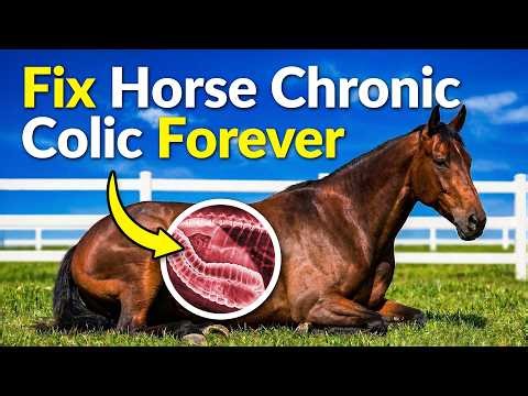 How to Cure Colic in Horses FOREVER (From 30-Year Horse Vet)