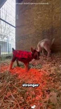 Baby Goats Screaming Like Humans 😳 | Funny & Surprising Goat Compilation #goat