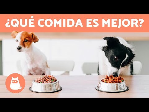 TYPES OF FOOD FOR DOGS 🐶🥩 (4 Diets)