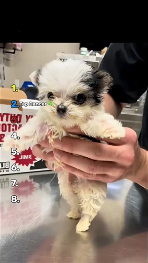 Ranking Best Dancing Dog Moments