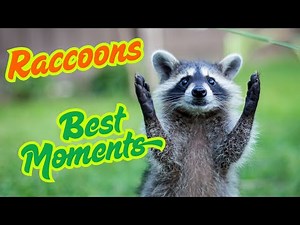 Cutest & Funniest Raccoon Moments Ever 🦝 | Try Not to Laugh!