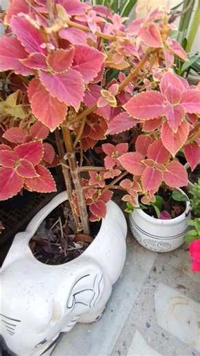 Beautiful coleus plant#plants #terracegardenindia #viralshort