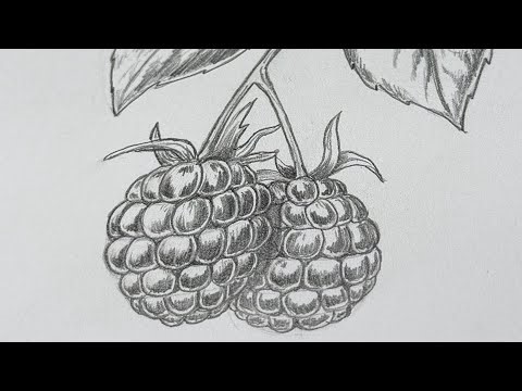 How to Draw Realistic Berries 🍓✏️ | Easy Pencil Drawing Tutorial for Beginners!!