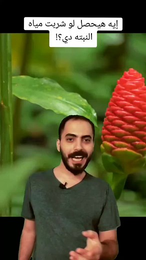 ماذا يحدث إذا شربت ماء نبات الشامبو؟