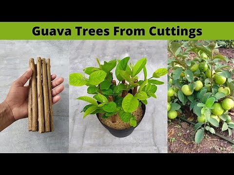 How to propagate guava tree from cuttings - with 100% success
