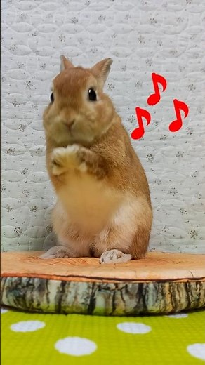 うさぎダンス１９ Rabbit Dance