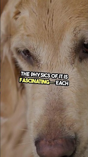 Slo-Mo Wet Dog Shake! 💦 A Paw-sitively Mesmerizing Short!