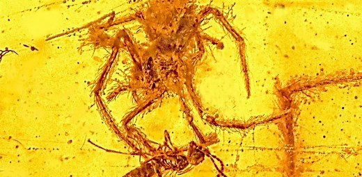 琥珀に閉じ込められたスゴい生きものたち