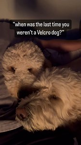 Velcro dogs for life 🐶 . . #funnydogreels #dogreels #goldendoodles #doodle #groodle #dogsofinstagram #velcrodog #puppylove | the_doodwinston
