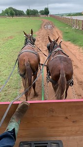 8.5K views · 76 reactions | Dolores 12 years & Chester 15 years driving and riding mules standing 15 & 15.1 Dolores is a nice trail riding mules Chester is ok stand to hook , saddle and mount | Hutto Mule and Farming | Facebook