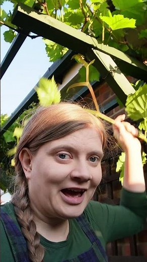 Pruning Grapes: Step by Step for Beginners #shorts #pruning #grapevine #gardening #tips