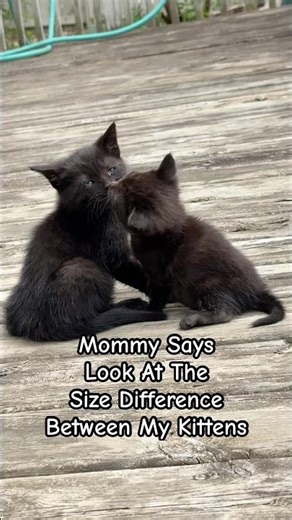 Mommy Says Look at the Size Difference Between My Kittens! #kittens #kittenlove #catlife