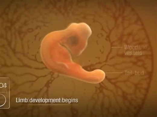 Chicken Embryo Development