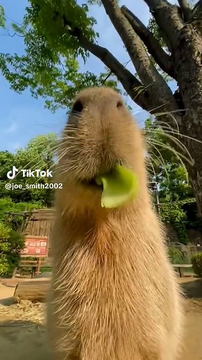 Funny Capybara TikTok Compilation