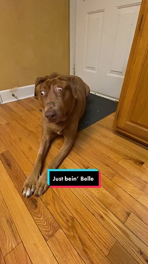 Adorable Belle Bow Collection for Dogs