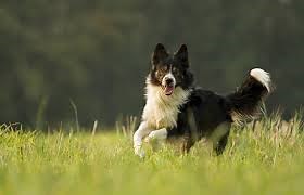 Mental Stimulation for Border Collies and Herding Breeds - Barkercise